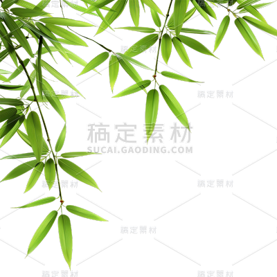 植物通用实景竹叶特写元素素材