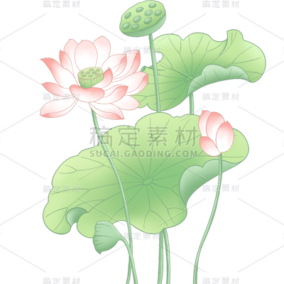 植物通用清新工笔画荷花荷叶组合元素素材