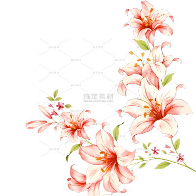 植物系列唯美感粉色百合花水彩插画