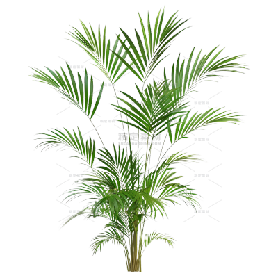 植物系列写实植物元素