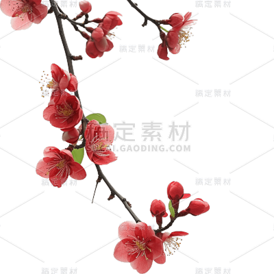 红色梅花