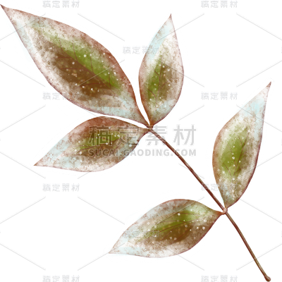 传统节气霜降结霜植物柿子元素