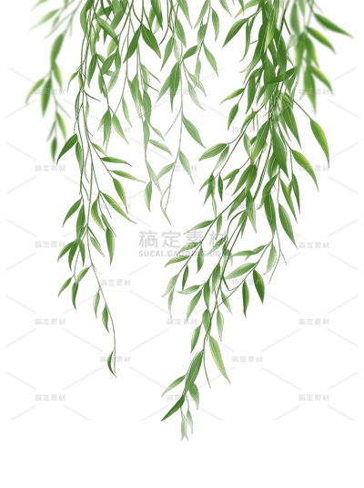 植物系列写实风垂下的柳叶元素