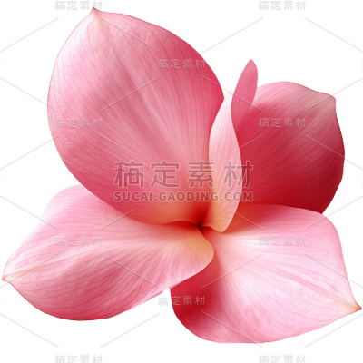 粉色花朵21