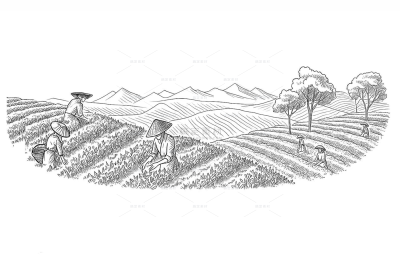 风光系列肌理感采茶场景线稿（td）