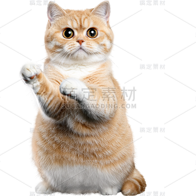 动物系列通用写实英短猫猫贴纸元素素材