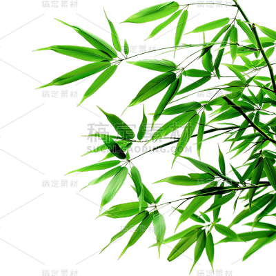 植物通用实景竹叶特写元素素材