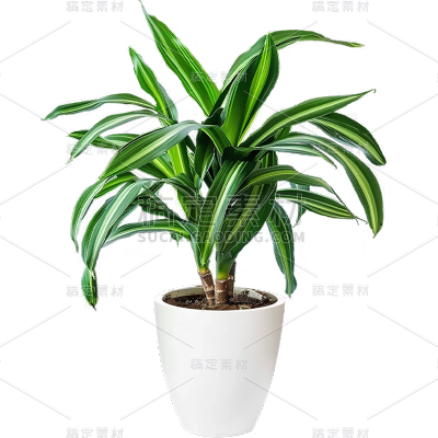 植物通用实景盆栽绿植元素素材