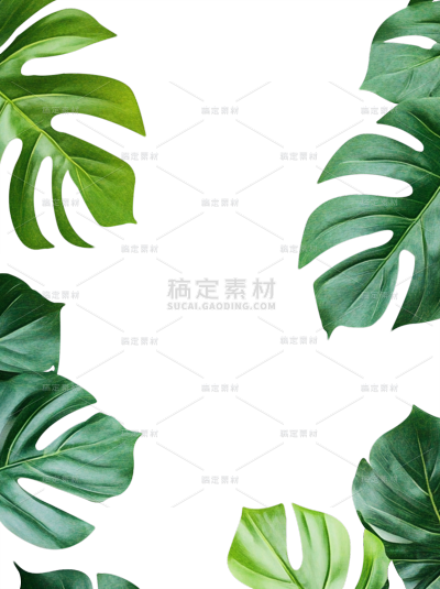 植物系列写实龟背竹边框元素
