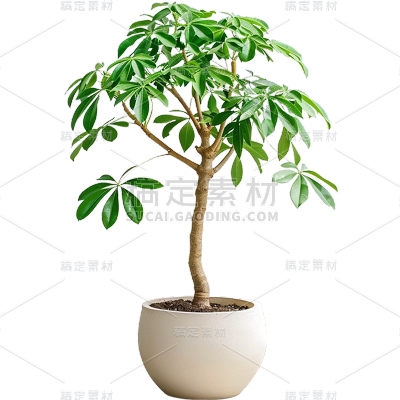 植物通用实景单个盆栽绿植元素素材