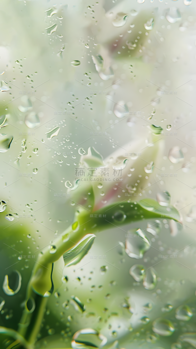 特效通用玻璃水滴花朵磨砂植物背景场景图片素材