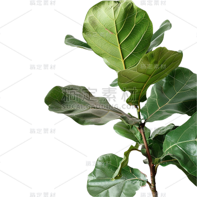植物通用实景半边植物元素素材