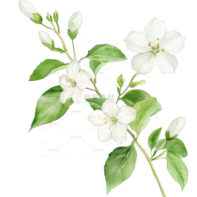 植物系列插画水彩风一束茉莉花元素
