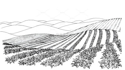 风光系列插画风乡村田野无缝景观线稿插画（td）