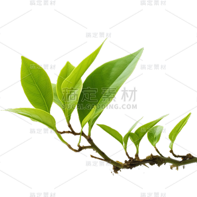 绿色树叶静态贴纸