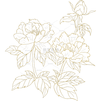 植物系列手绘金色线描牡丹花枝