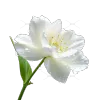 茉莉花剪影