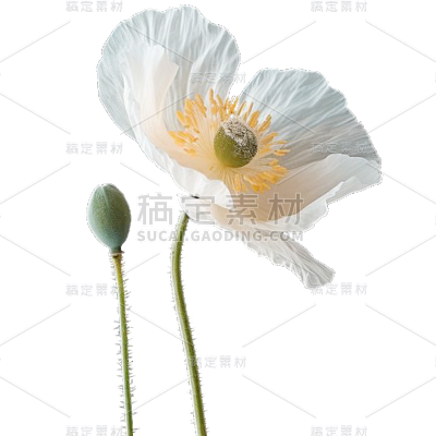 植物通用实景虞美人花朵元素素材
