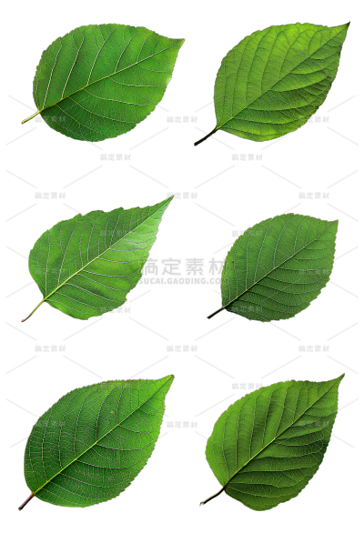植物通用实景绿色树叶元素素材组合合集