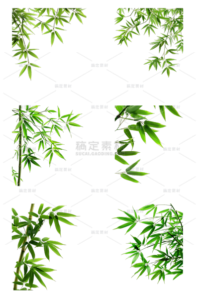 植物通用实景竹叶特写元素素材