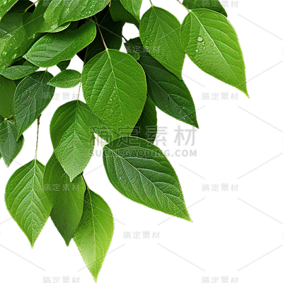 通用绿色树叶植物叶子元素贴纸