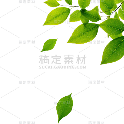 通用绿色树叶植物叶子元素贴纸