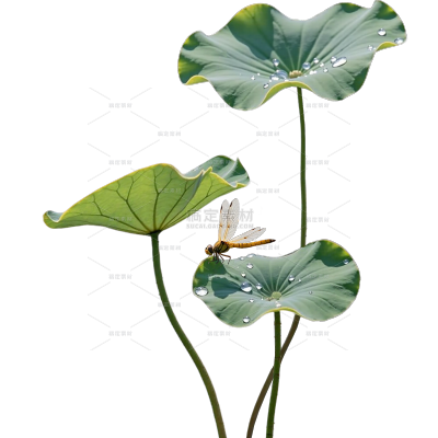夏季节气实景感荷花荷叶元素