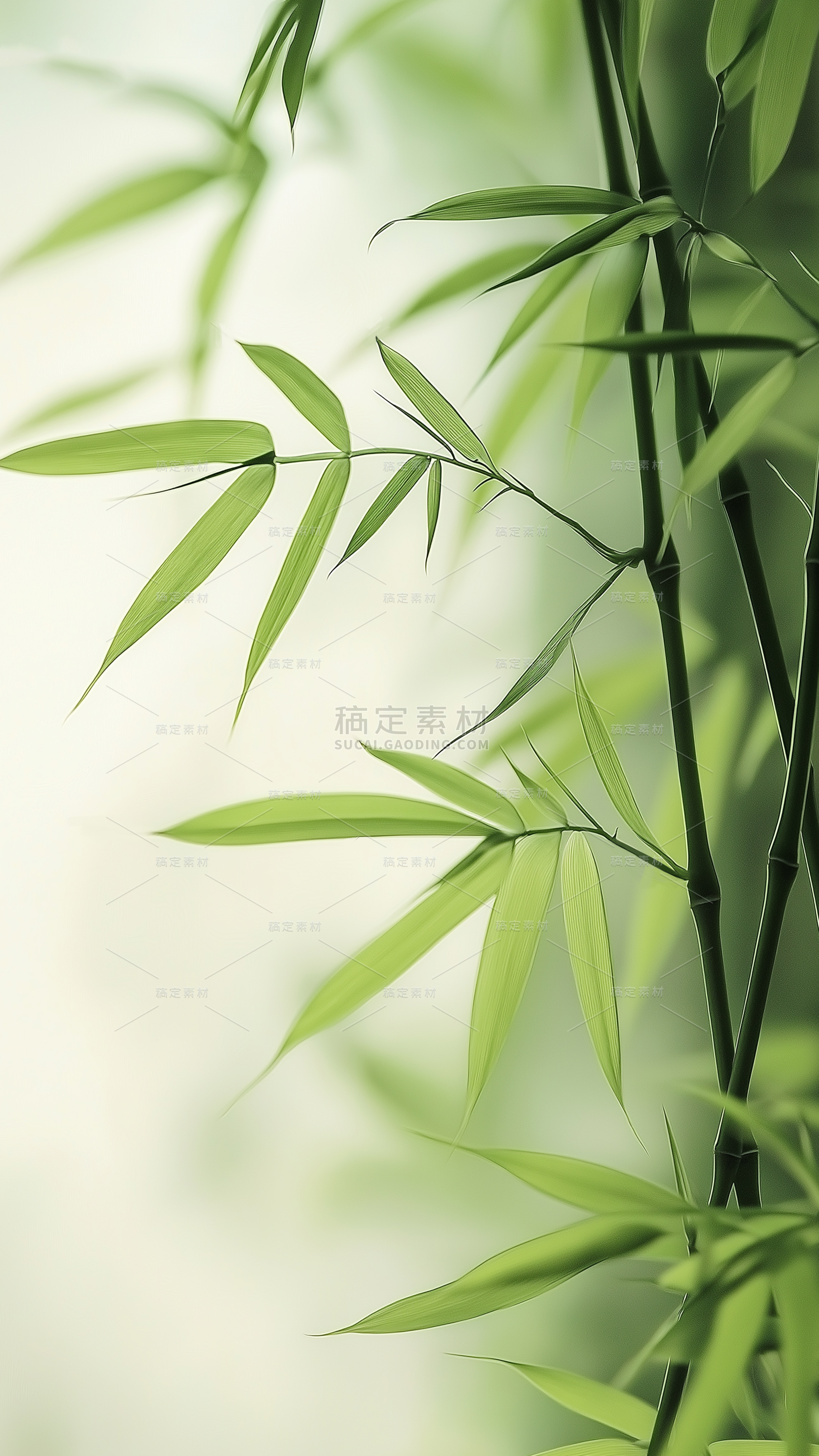 清明节光影感清新竹林背景