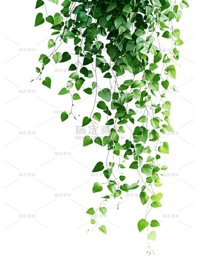 植物系列写实风下垂的藤条元素