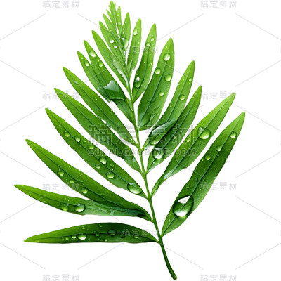 植物绿叶叶子