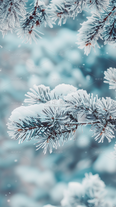 实景冬季冬天大雪小雪大寒小寒节气植物背景
