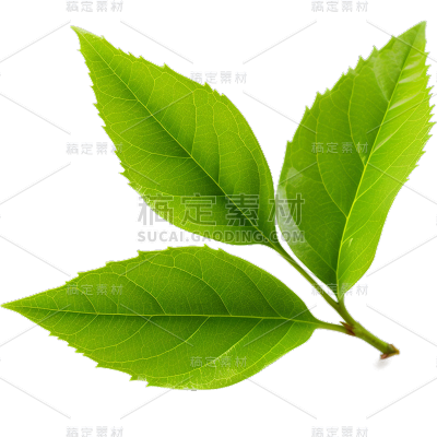 通用绿色树叶植物叶子元素贴纸