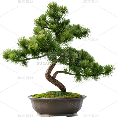 植物实景松树盆栽元素素材