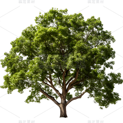 通用实景树木绿色植物元素