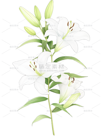 植物系列清新感插画风百合花元素