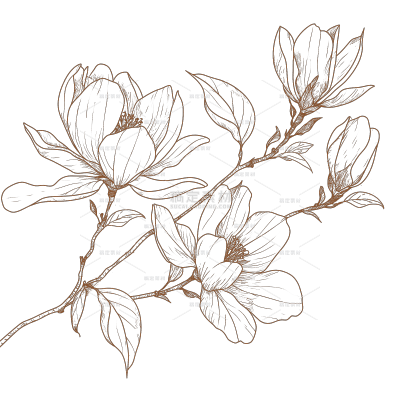 植物系列手绘风玉兰花线稿