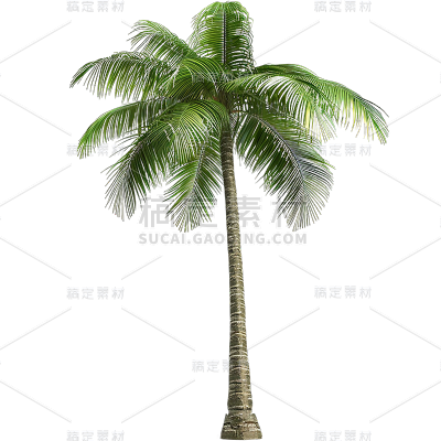 植物通用实景绿色椰子树元素素材