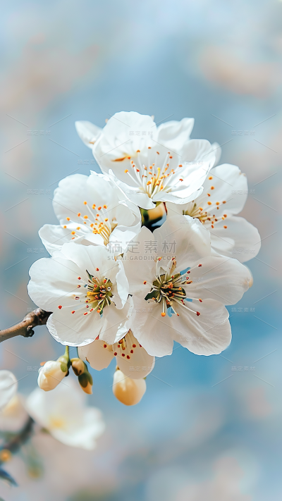 春天春季春日氛围感实景繁花背景场景图片素材-樱花