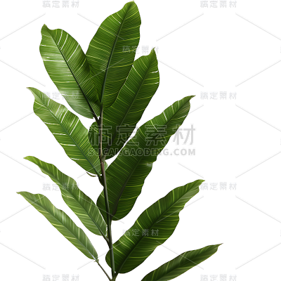 通用绿色植物叶子树叶装饰元素