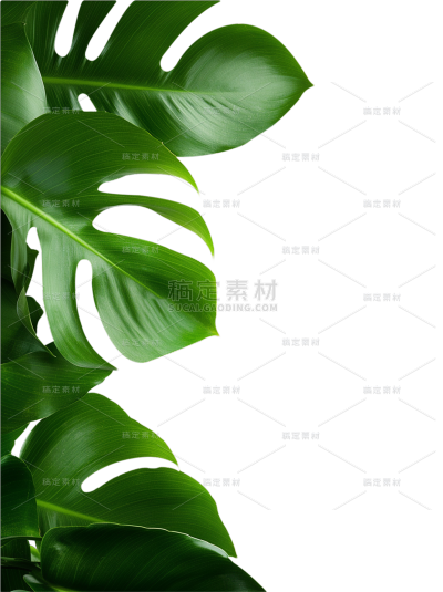 植物系列写实龟背竹边框元素