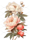 芍药图片