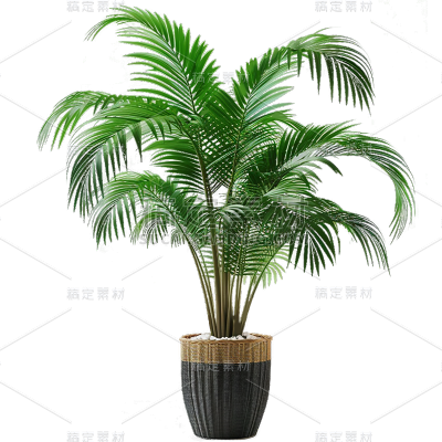 植物通用实景盆栽绿植元素素材