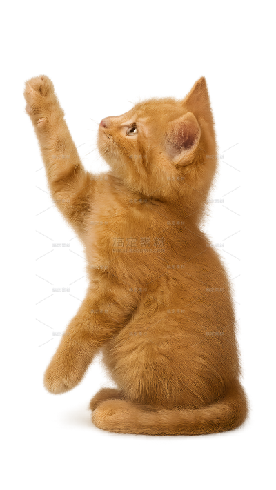 动物系列写实感小猫伸手（td）
