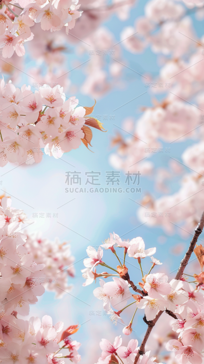 植物通用实景樱花天空仰拍场景背景图片素材