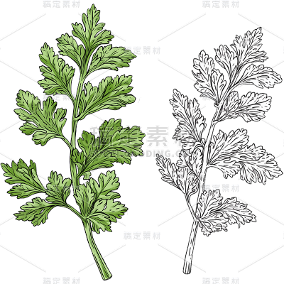 手绘枝叶元素贴纸