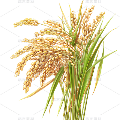 植物通用写实插画麦穗元素素材