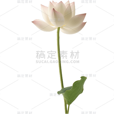 荷花免抠元素