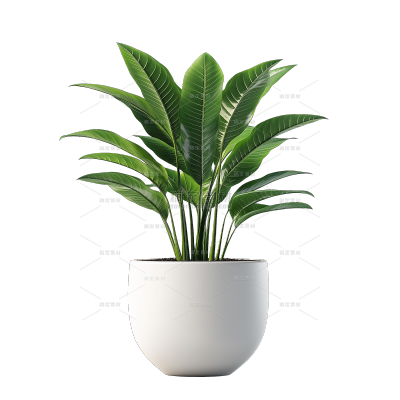 植物系列写实一盆植物元素