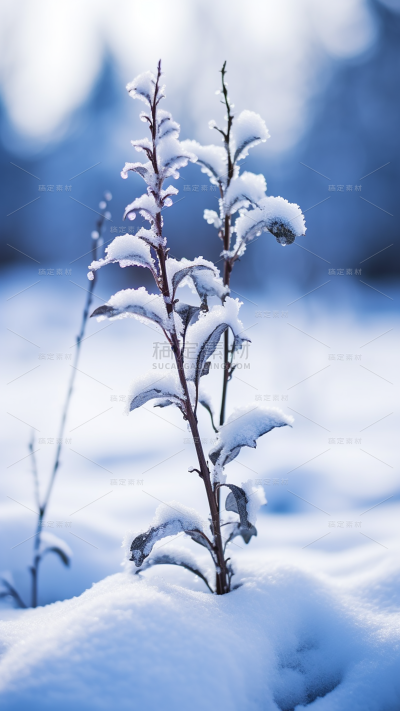 冬天冬季冬日雪景风景植物背景