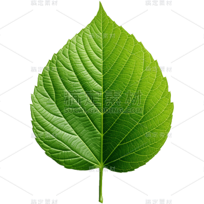 植物绿叶叶子